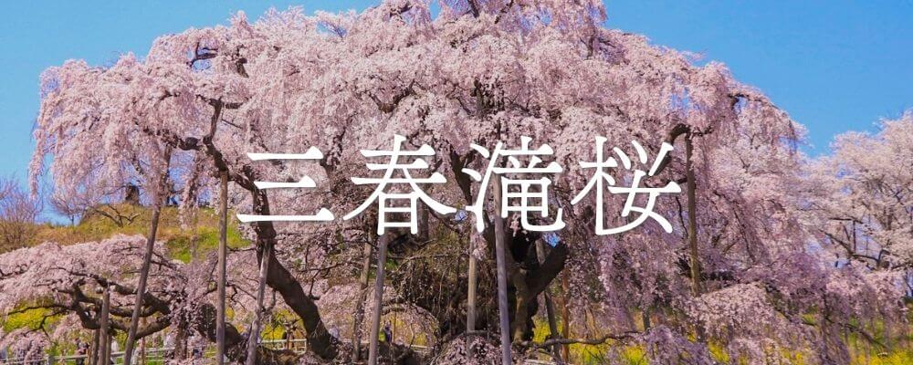 三春滝桜の詳細はこちら