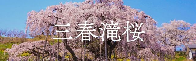 三春滝桜の詳細はこちら