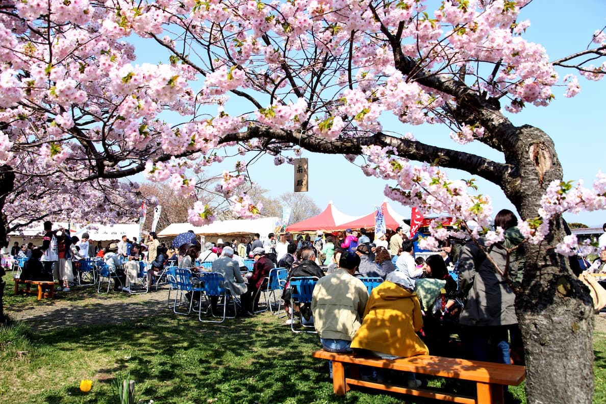 松前町の桜