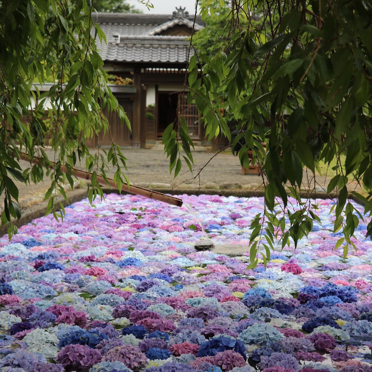 松前藩屋敷「浮き紫陽花」