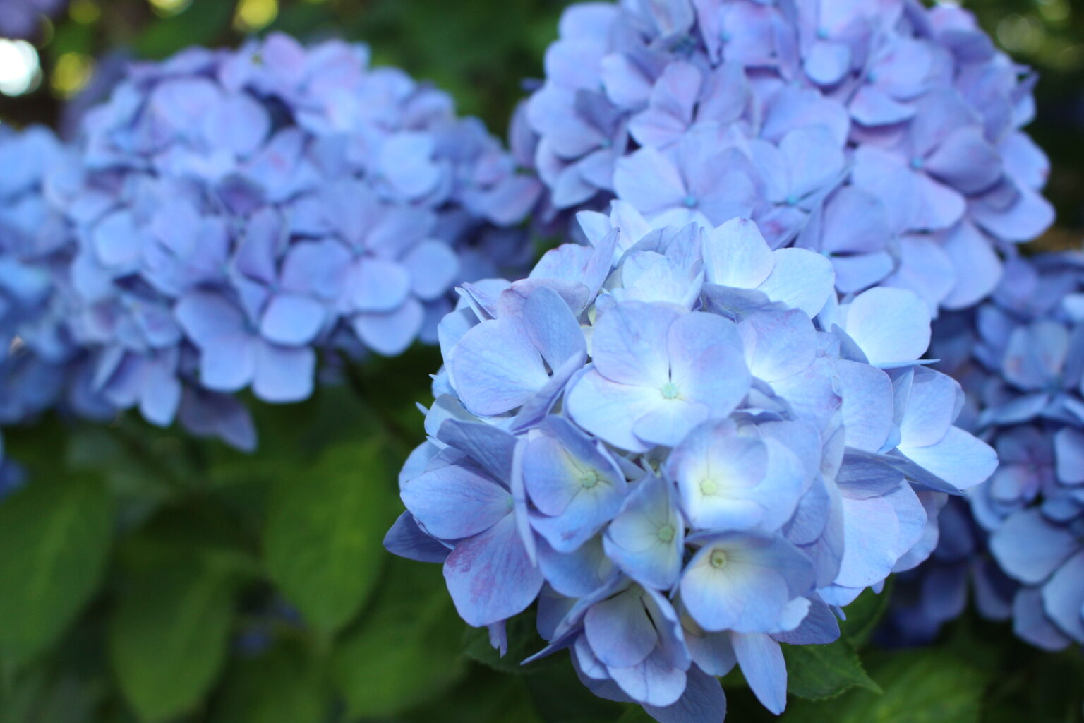 松前町の魅力：季節・自然 松前町公式観光サイト